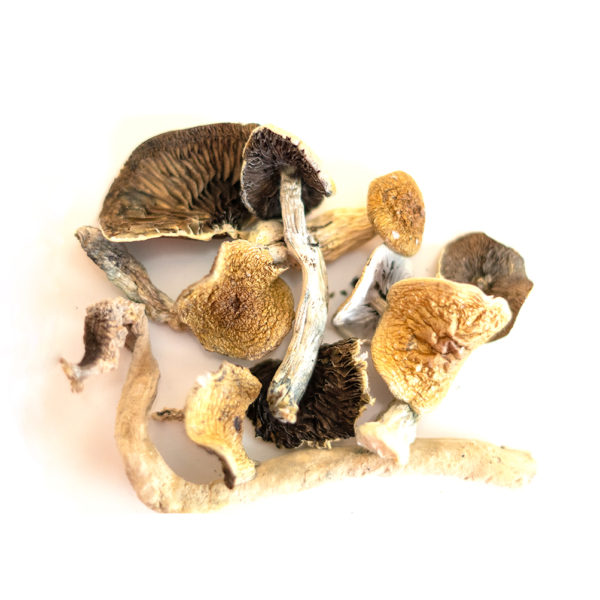 GOLDEN TEACHER MUSHROOMS