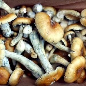 Psilocybe Mexicana